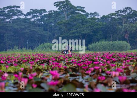 Travelers are moving on a small boat inside a large waterbody called `Shatla beel' full of red water lilies, at Ujirpur in Barisal. Bangladesh. Stock Photo